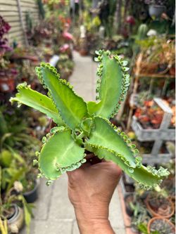 Mala Madre / Mother of Thousands Succulent (Kalanchoe laetivirens)