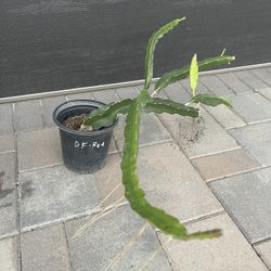 Red Dragon Fruit (American Beauty) in 1-gal Container 