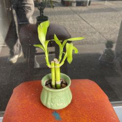 Lucky Bamboo With Small Green Pot 
