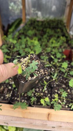 Sensitive Plant Touch Me Not Starter Plant