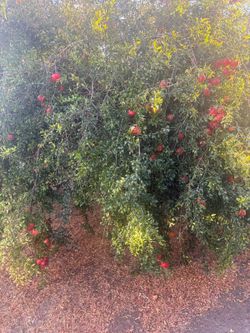 Organic pomegranates