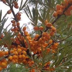 Sea Buckthorn, Облепиха, Supefood