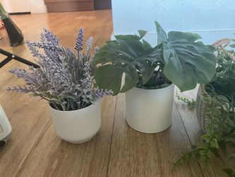 Plants