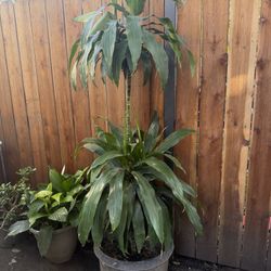 Selling this Dracaena fragrans plant