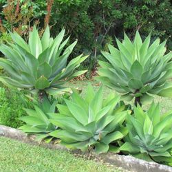 Foxtail agave / Agave attenuata Large medium small All sizes