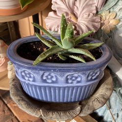Succulent In A Blue Glaze Pot 