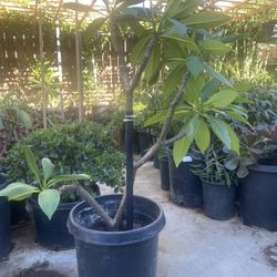 Plant For Sale