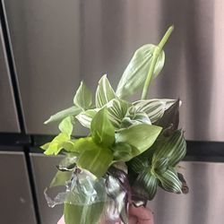 Mystery Cutting Box Plant cuttings 20 Different plant cuts Shipped Rare And Common Houseplants Tropical Plants Varieties Bundle Lot 