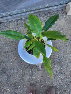 Tiger tooth philodendron plant 8" Nursery Pot