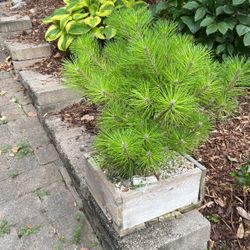 Pre Bonsai Japanese Black pine