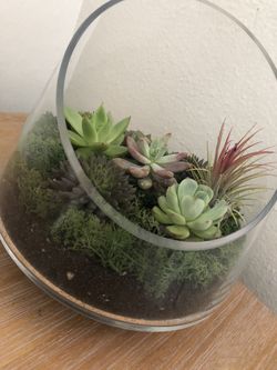 🌿💕🌱Succulent arrangements/ terrarium🌿 💕🌱