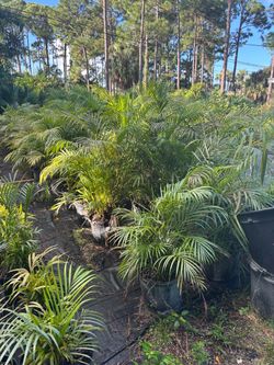 Areca palms