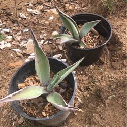 Small Aloe Vera Plants 