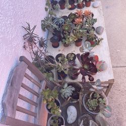 ‼️🌵🪻Moving-out PLANTS SALE! Everything Must Go‼️🌱🪴