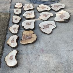 Live Oak Wood Live Edge Slice Cookie