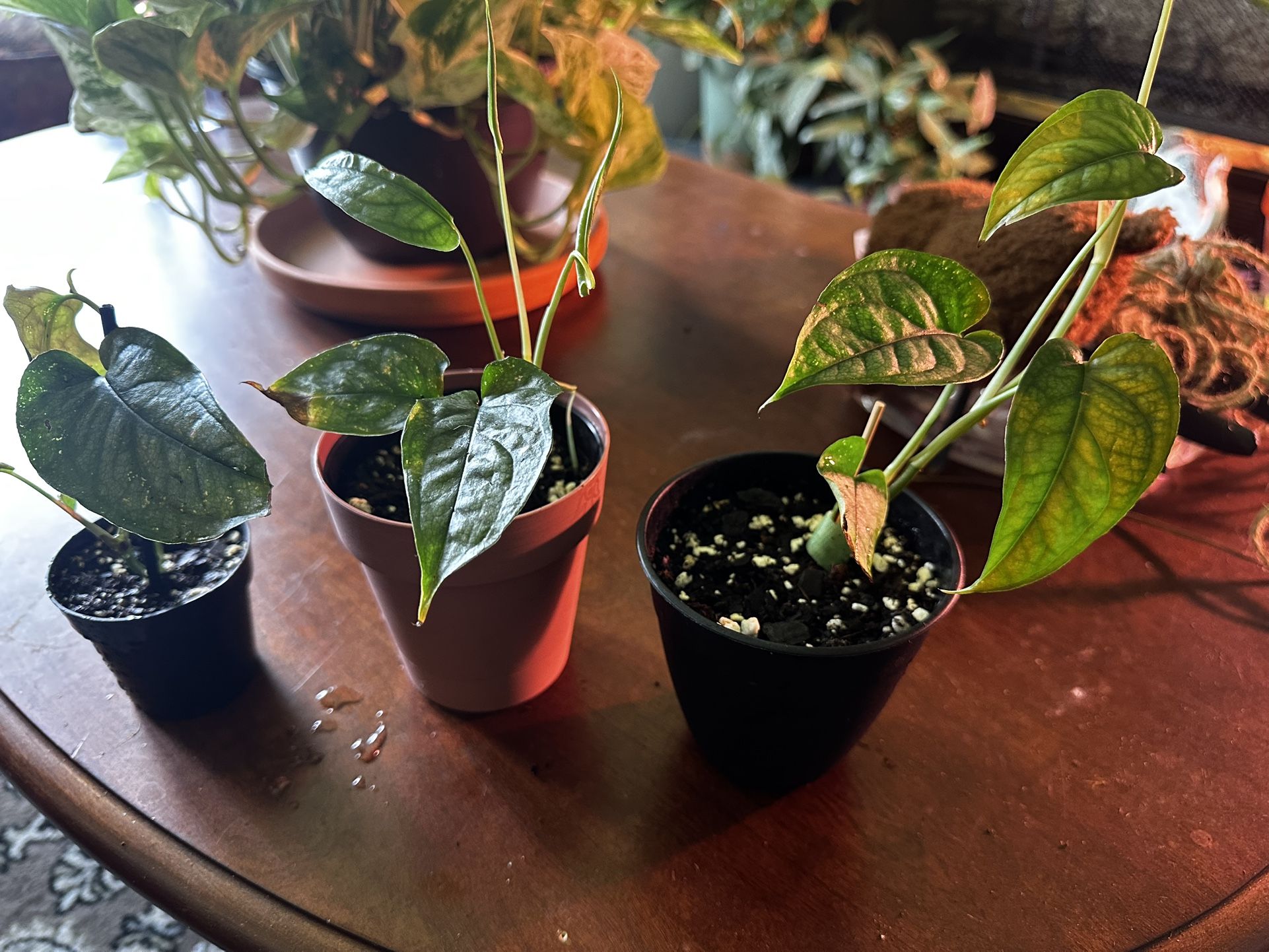 Silver Monstera Rooted Cuttings
