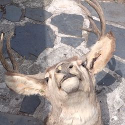 Taxidermy Deer Head 
