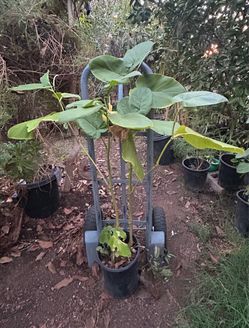Planta de hojas Santa