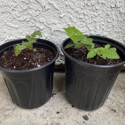 Pair of 1 Gallon pots - Blackberry Bush fruit tree starter - Rooted and Ready to be planted 🪴- Blooms and grow fast - Fresh Blackberries in the first