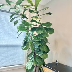 Healthy Fiddle Leaf Fig Plant - Full Grown