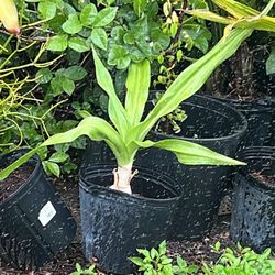 Crinum lily  Giant live plant available