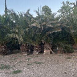 Palm Trees
