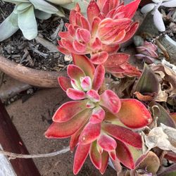 Lots of healthy succulents planted in ceramic/ terracotta/plastic pots. 