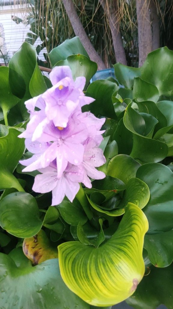 Floating Water Plants For The Pond Water Gardens Aquariums Beautiful Healthy Plants Water H Y A C I N T H With A Pretty Flower
