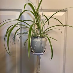 Spider House Plant In Cute Ceramic Pot 4.5"H