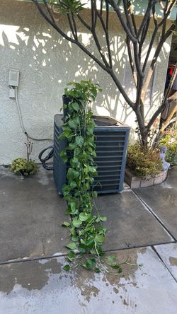 PHOTO PLANT (SHADE)