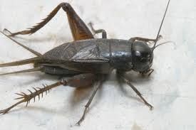 large black feeder crickets 450 for $25