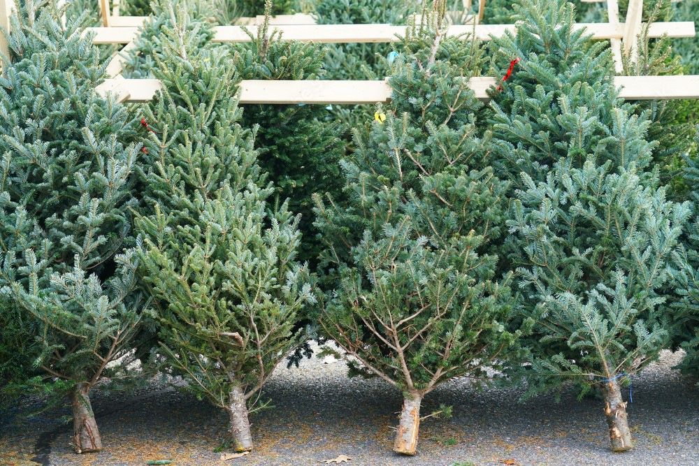 Real Christmas Trees (Free Delivery) 