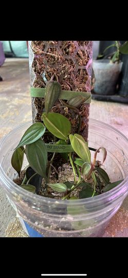 Monstera Lechleriana 