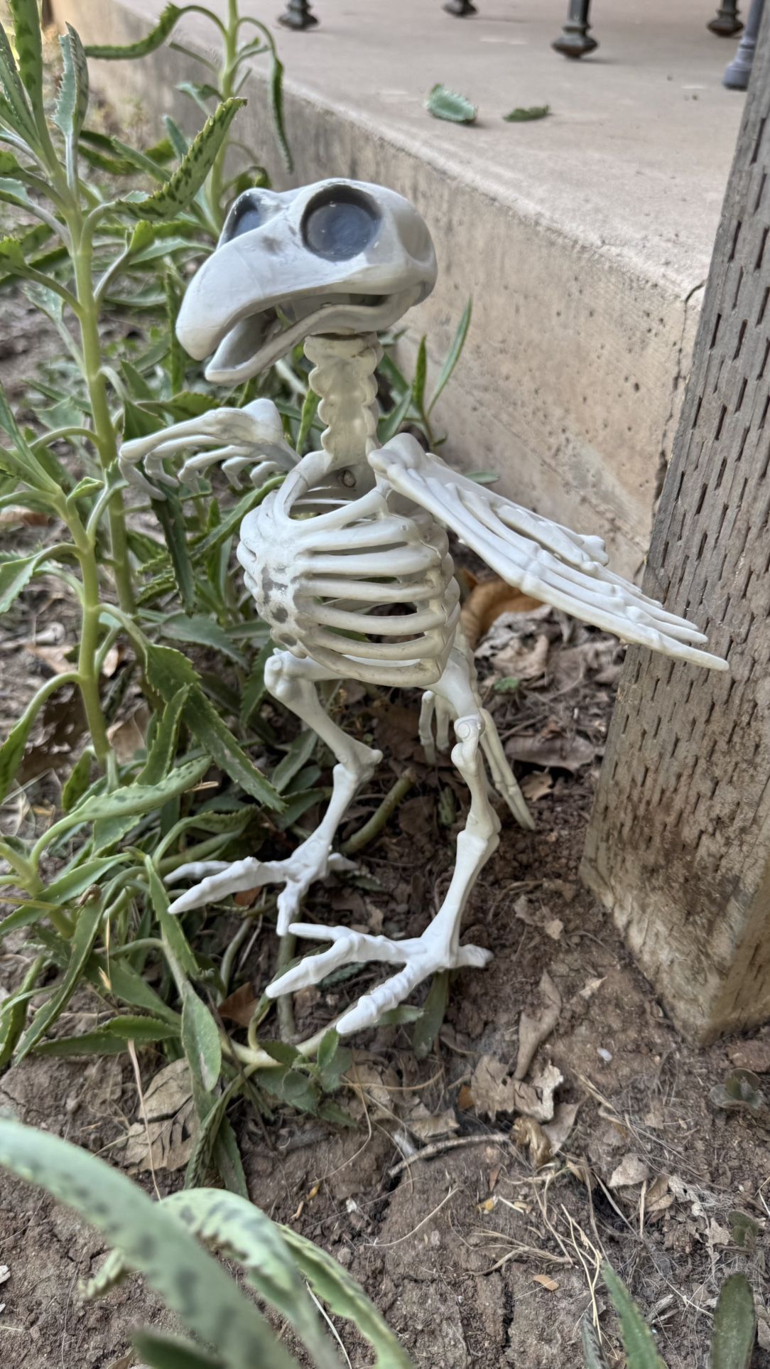 Bird Skeleton Toy Model