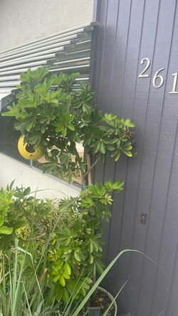 Potted umbrella tree
