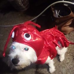 Lobster Dog Costume 