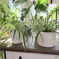 Spider Plant - Small, Medium 