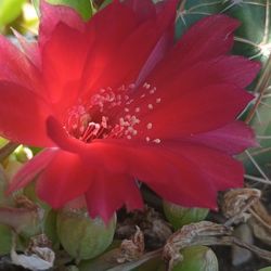 Terracotta Pot And Plants.