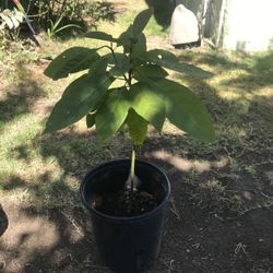 Avocado Tree