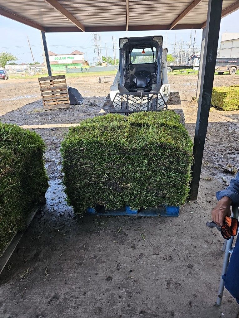 St Augustine Sod