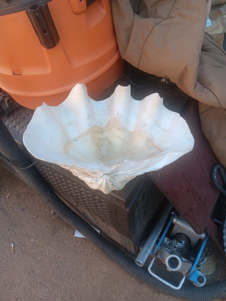 Giant Clam Shell