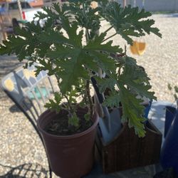 Cintronela Plant