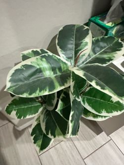 Artificial Variegated Rubber Plant in Gold Ceramic Vase