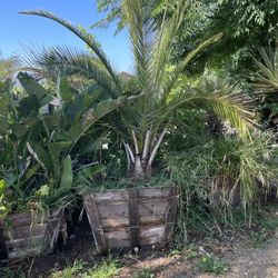 Palms!!