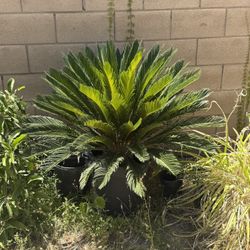 Sago Palm