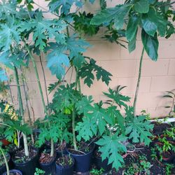 Papaya Plants 