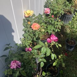 Rose bush (exotics)