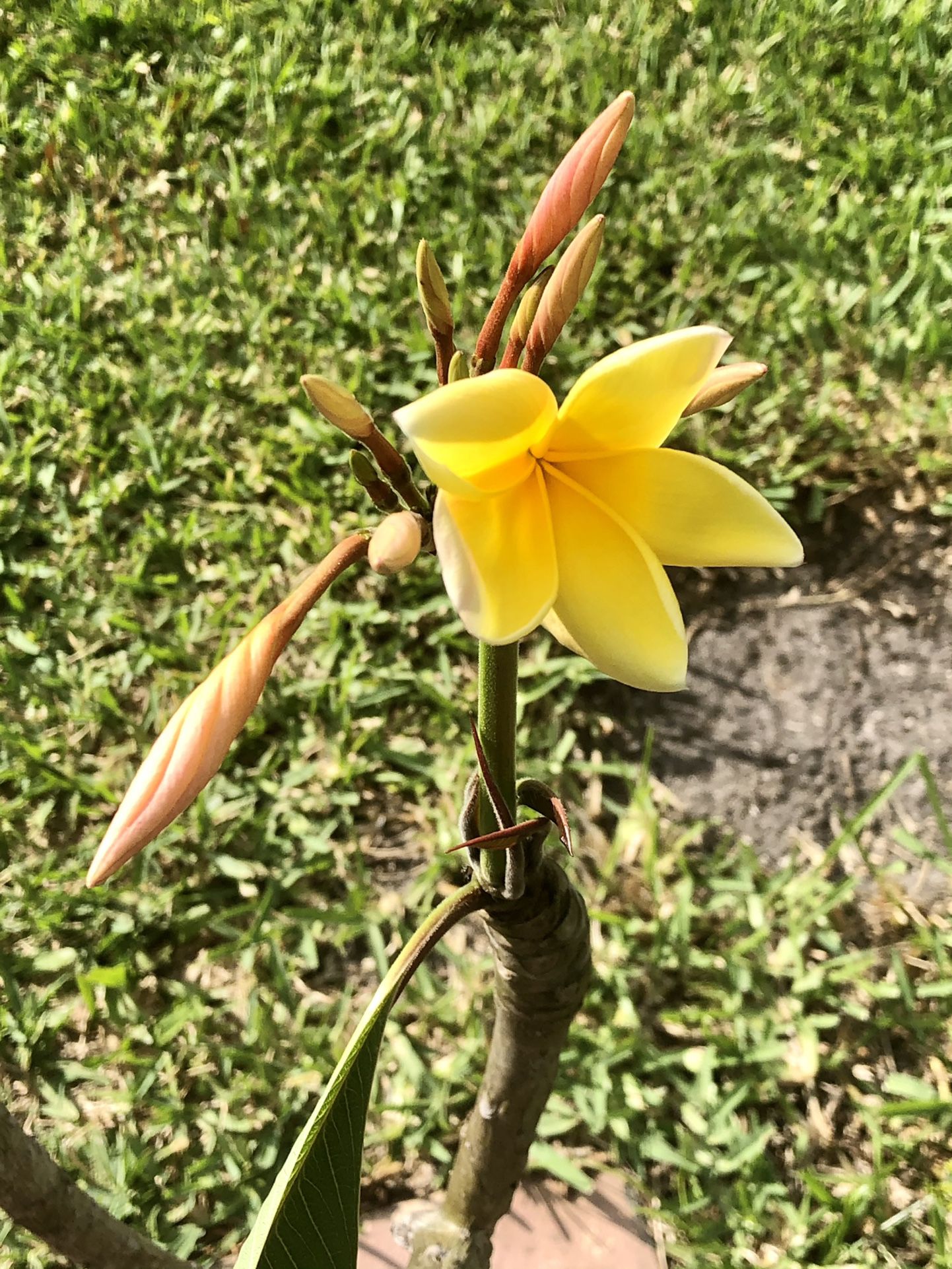 Tall 3 Tip Aztec Gold Plumeria Currently Blooming 