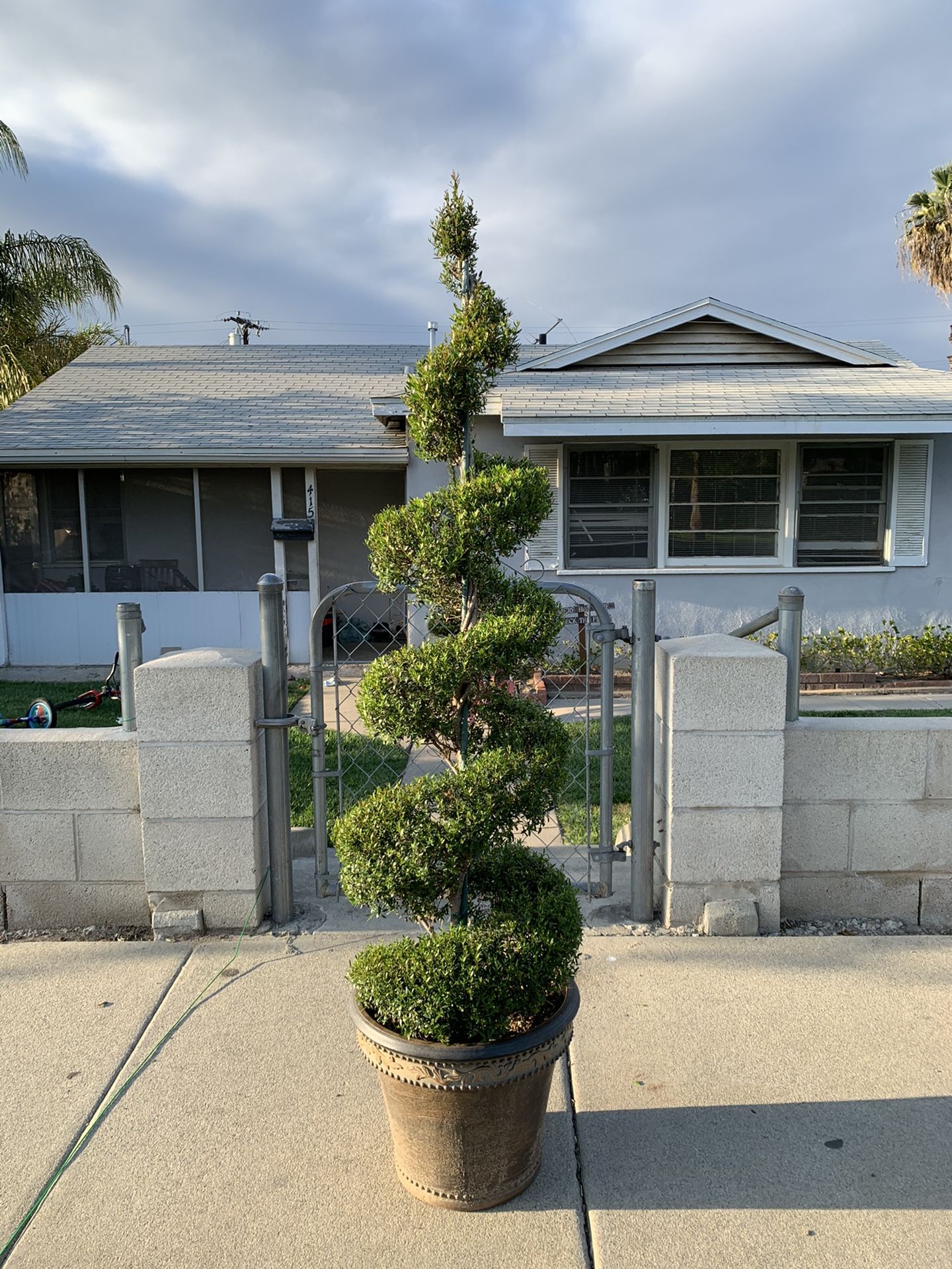 Myrtus compact