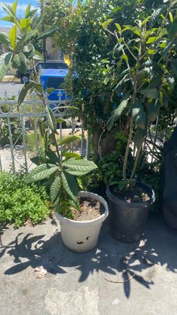 Níspero Plant